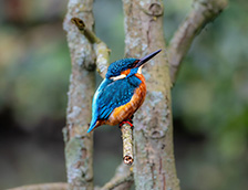 树枝上一只可爱的翠鸟