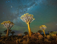 基特曼斯胡普夜晚的箭袋树与银河