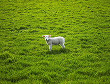 加拉帕戈斯岛上的山羊