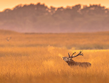 荷兰梵高国家森林公园的马鹿雄鹿