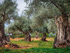 特拉蒙塔纳山脉的橄榄园