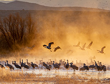 新墨西哥州日出时的沙丘鹤