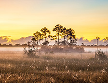 佛罗里达州的生命湿地