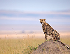 马赛马拉国家保护区的猎豹