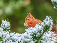 在诺森伯兰郡的欧亚红松鼠