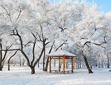 黑龙江省大庆市美丽的雾凇景色