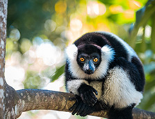 马达加斯加的黑白环尾狐猴