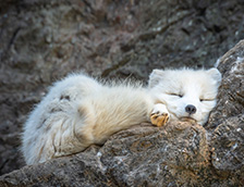 正在睡觉的北极狐