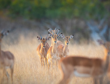 隆多洛齐野生动物保护区一群高角羚