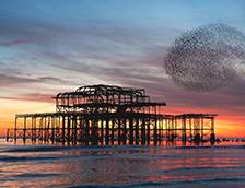 椋鸟群在布莱顿西码头废墟上空盘旋