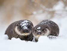 爱沙尼亚欧亚水獭和幼崽