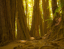 缪尔树林国家保护区的巨型红杉树林