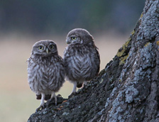 树干上的两只纵纹腹小鸮