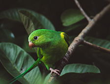 分布在中南美洲纯色鹦哥