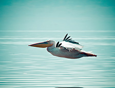 一只正在水面上低空飞行的鹈鹕