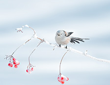栖息在树枝上的可爱北长尾山雀