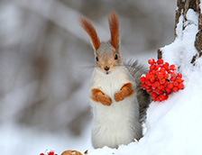 冬日白雪中的一只欧亚红松鼠