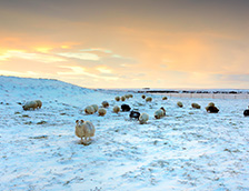 一群绵羊在雪地里吃草