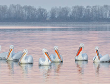 凯尔基尼湖一群卷羽鹈鹕