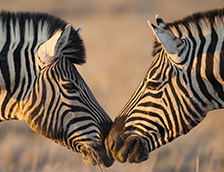 埃托沙国家公园两头斑马一见钟情