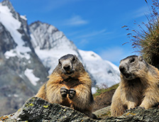 霍赫陶恩国家公园两只土拨鼠