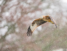 雪中​​的红鸢优雅掠过天际