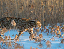 雪地里一只阿穆尔豹猫