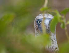 加拉帕戈斯群岛一只蓝脚鲣鸟