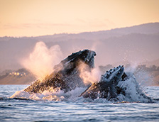 加利福尼亚州蒙特雷湾的大翅鲸