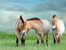 爱自用永不驯服的普氏野马