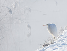 上巴伐利亚州雪原之王大白鹭