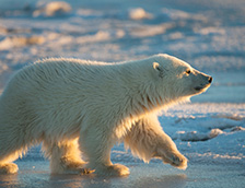 薄冰上北极熊幼崽走过浮冰