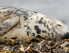 在海滩上睡觉的灰海豹