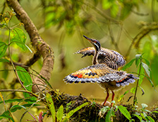 幼年日鳽在巢穴附近展示求偶行为