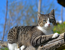 枯树干上的一只斑纹猫