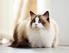 温顺且特别黏人的布偶猫