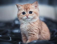 拥有明亮大眼睛的短毛猫