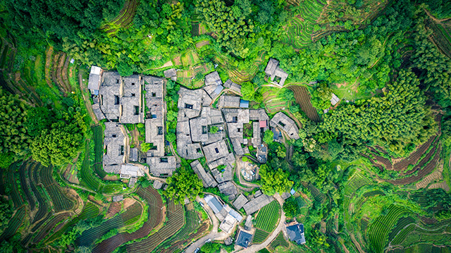 松阳县杨家塘村茶园