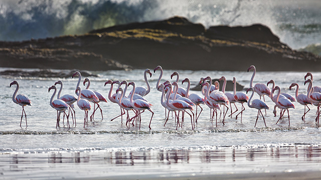 纳米比亚海滩边的大红鹳群