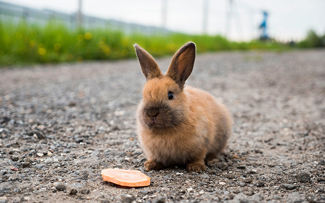 碎石路上一只可爱的小兔子