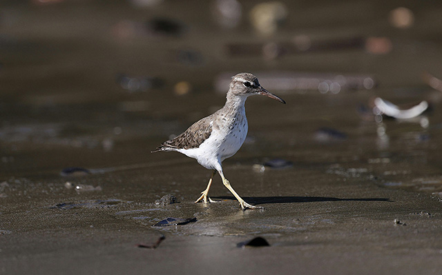 一只斑鹬正在沙滩上觅食