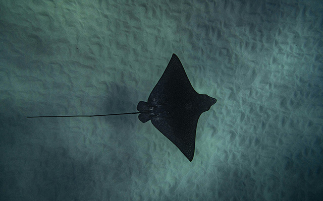 夏威夷水下一只老板鱼