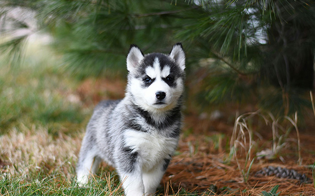 草地上的西伯利亚哈士奇小狗