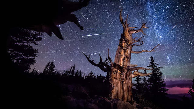 大盆地国家公园一棵古老刺果松