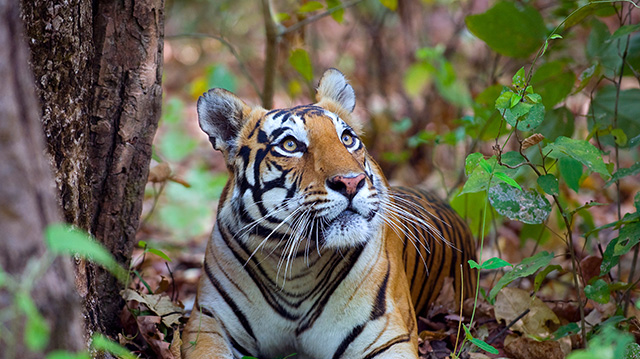 坎哈国家公园里一只孟加拉虎