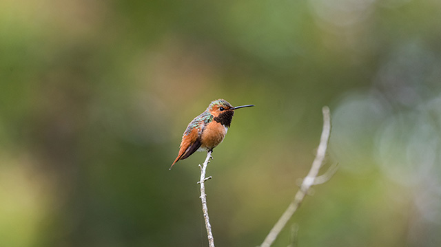 旧金山金门公园里一只棕煌蜂鸟