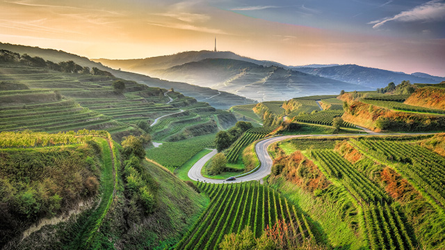 凯撒施图尔风景如画的葡萄园