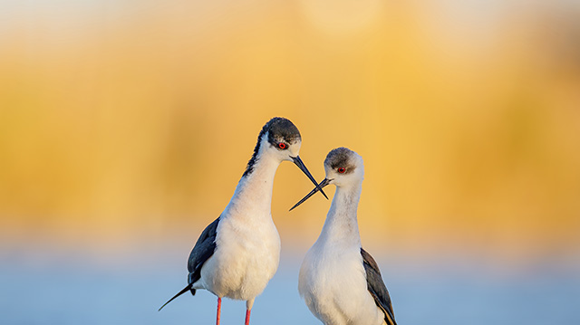 两只黑翅长脚鹬正在秀恩爱