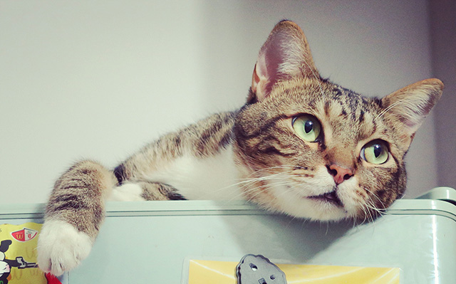 可爱小猫睡觉躺姿