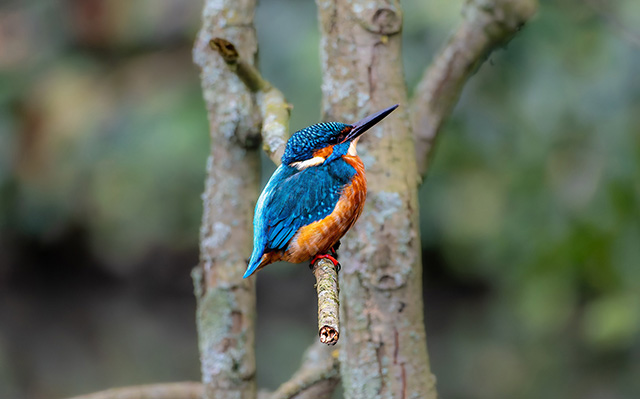 树枝上一只可爱的翠鸟